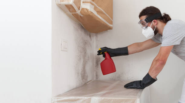 Professional Basement Mold Remediation technician working in Edison, NJ