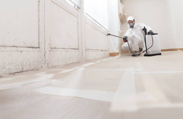 24/7 Emergency Basement Mold Remediation experts in Edison, NJ