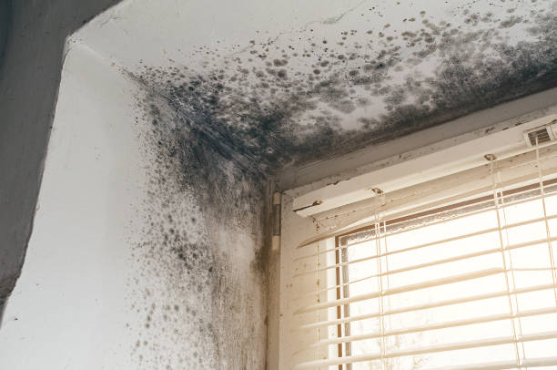 Trusted Crawl Space Mold Removal service in Edison, NJ - Cheap Mold Removal