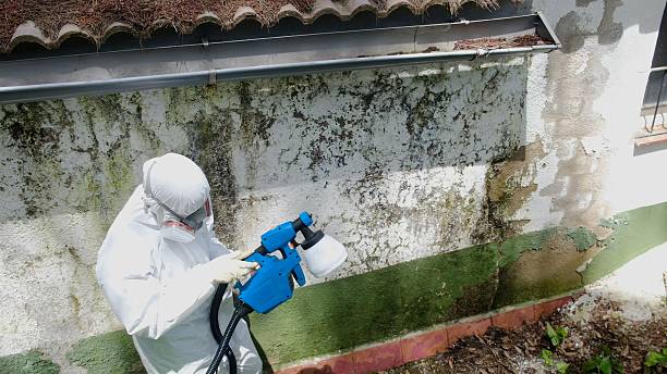 Trusted Basement Mold Remediation service in Edison, NJ - Cheap Mold Removal